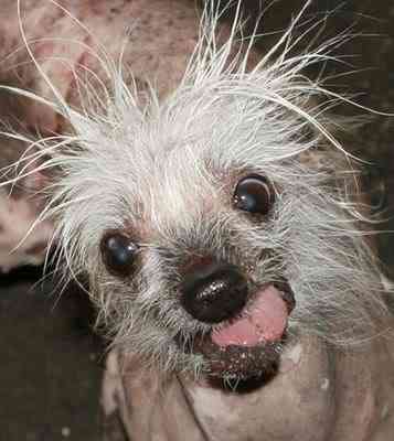 Cachorros feios, os Cães do capeta uglydog1 peer | Animais | bichos, bizarrice, bizarro, cachorro, curioso, horrível