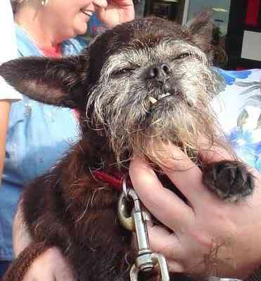 Cachorros feios, os Cães do capeta uglydog2 peer | Animais | bichos, bizarrice, bizarro, cachorro, curioso, horrível