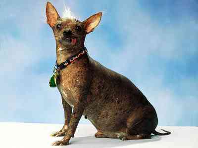 Cachorros feios, os Cães do capeta wallpaper02 800 | Animais | bichos, bizarrice, bizarro, cachorro, curioso, horrível