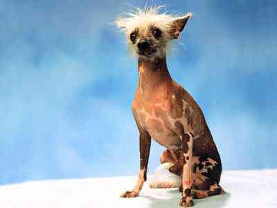 Cachorros feios, os Cães do capeta wallpaper09 800 | Animais | bichos, bizarrice, bizarro, cachorro, curioso, horrível