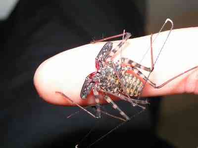 10 bichos que eu não colocaria na mão - parte II whipscorpion Stefanphotobucket | Animais | animais, bichos, bizarrice, bizarro, curioso, nojento