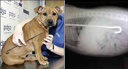 0200737023100 0200737023100 | Animais | animais, cachorro, curioso, incrível, sinistro