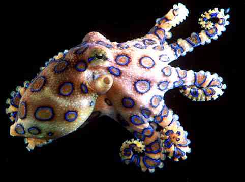 Algumas das criaturas mais venenosas da Terra blueringedoctppus | Animais | animais, bichos, curioso, plantas, veneno