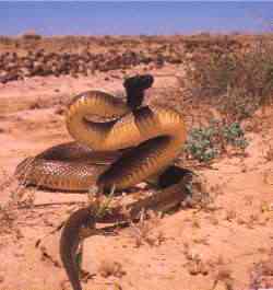 Algumas das criaturas mais venenosas da Terra fierce snake | Animais | animais, bichos, curioso, plantas, veneno
