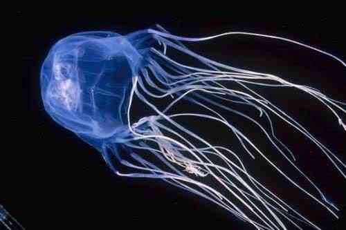Algumas das criaturas mais venenosas da Terra sea wasp | Animais | animais, bichos, curioso, plantas, veneno