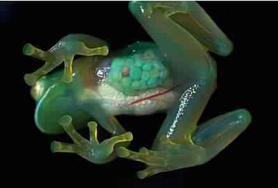 2388576212_0538298dfd_o 2388576212 0538298dfd o | Animais | animais, bichos, curioso