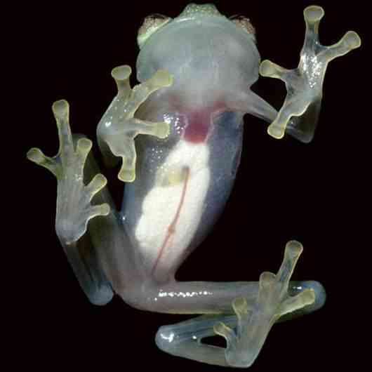 glassfrog glassfrog | Animais | animais, bichos, curioso