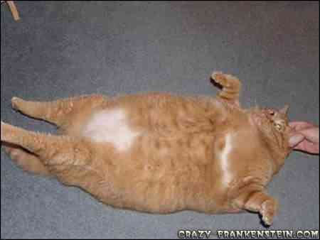 slazy-fat-cat slazy fat cat | Animais | animais, bichos, bizarro, curioso, gatos, gigante, sinistro
