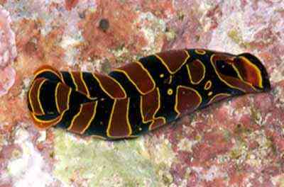 Criaturas inacreditáveis do fundo do mar nudib3