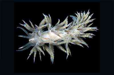Criaturas inacreditáveis do fundo do mar nudib9