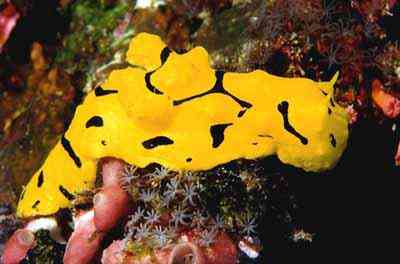 Criaturas inacreditáveis do fundo do mar nudib17