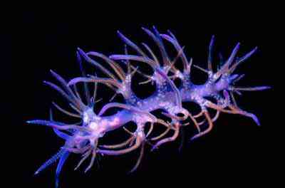 Criaturas inacreditáveis do fundo do mar nudib19