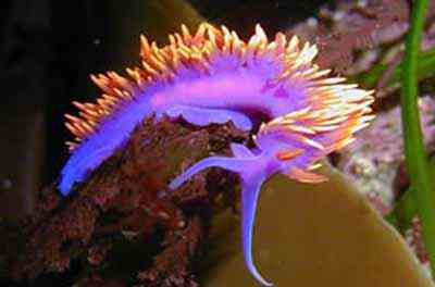Criaturas inacreditáveis do fundo do mar nudib21