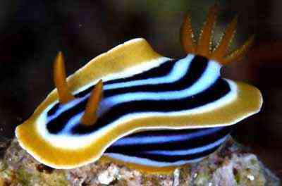 Criaturas inacreditáveis do fundo do mar nudib24