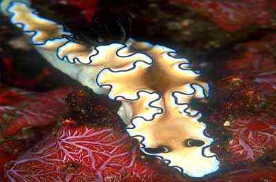 Criaturas inacreditáveis do fundo do mar nudib26