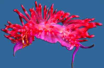 Criaturas inacreditáveis do fundo do mar nudib27