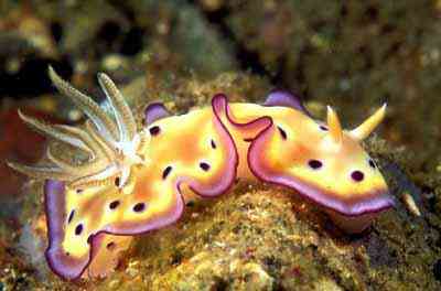 Criaturas inacreditáveis do fundo do mar nudib28