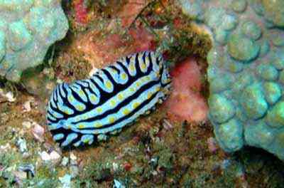Criaturas inacreditáveis do fundo do mar nudib31