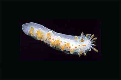 Criaturas inacreditáveis do fundo do mar nudib36