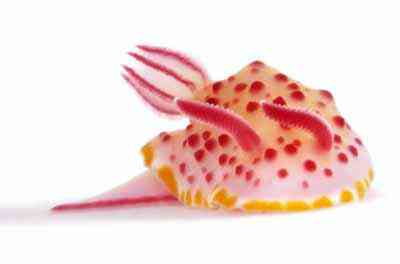 Criaturas inacreditáveis do fundo do mar nudib37