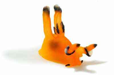 Criaturas inacreditáveis do fundo do mar nudib38