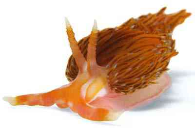 Criaturas inacreditáveis do fundo do mar nudib47