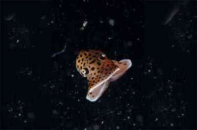 Criaturas inacreditáveis do fundo do mar nudib50