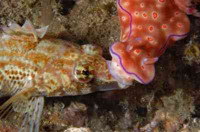 Criaturas inacreditáveis do fundo do mar nudib51