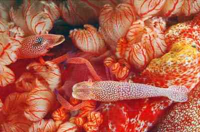 Criaturas inacreditáveis do fundo do mar nudib52