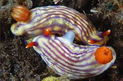 Criaturas inacreditáveis do fundo do mar nudib54