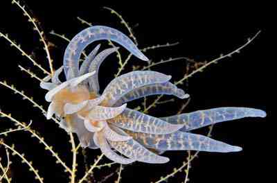 Criaturas inacreditáveis do fundo do mar nudib55