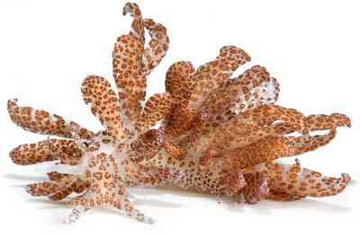Criaturas inacreditáveis do fundo do mar nudib56