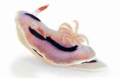 Criaturas inacreditáveis do fundo do mar nudib61
