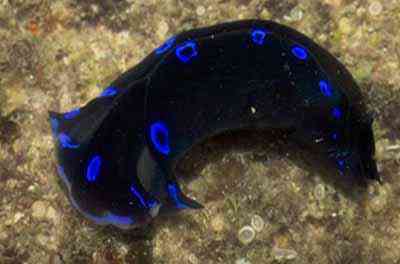 Criaturas inacreditáveis do fundo do mar nudib2