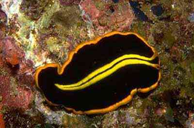 Criaturas inacreditáveis do fundo do mar nudib4