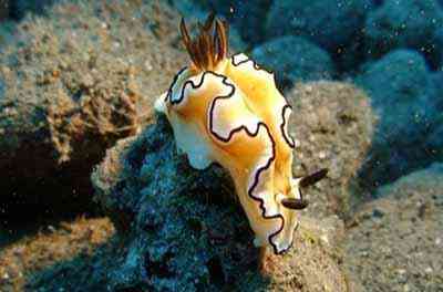 Criaturas inacreditáveis do fundo do mar nudib5