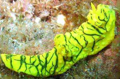 Criaturas inacreditáveis do fundo do mar nudib8