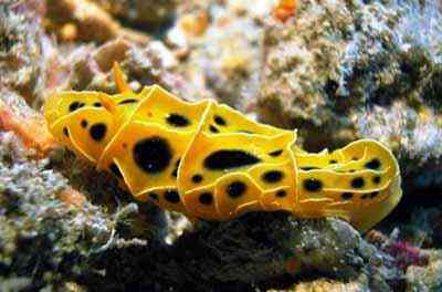 Criaturas inacreditáveis do fundo do mar nudib16