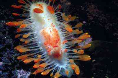 Criaturas inacreditáveis do fundo do mar nudib18