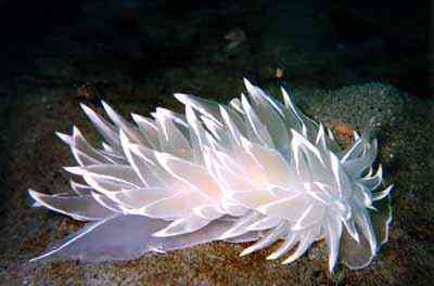 Criaturas inacreditáveis do fundo do mar nudib20