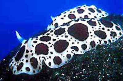 Criaturas inacreditáveis do fundo do mar nudib22