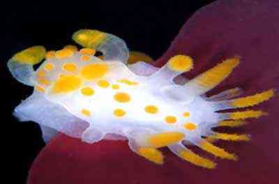 Criaturas inacreditáveis do fundo do mar nudib23