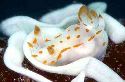 Criaturas inacreditáveis do fundo do mar nudib25