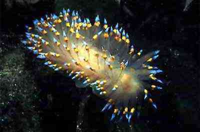 Criaturas inacreditáveis do fundo do mar nudib30