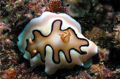 Criaturas inacreditáveis do fundo do mar nudib32