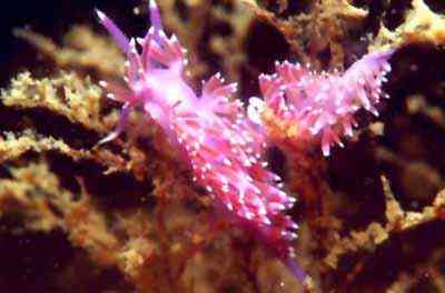 Criaturas inacreditáveis do fundo do mar nudib33