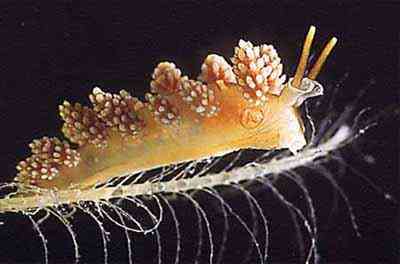 Criaturas inacreditáveis do fundo do mar nudib34