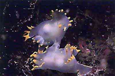 Criaturas inacreditáveis do fundo do mar nudib35