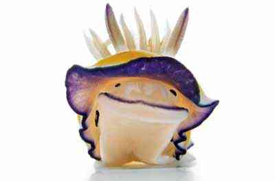 Criaturas inacreditáveis do fundo do mar nudib40