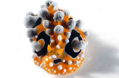 Criaturas inacreditáveis do fundo do mar nudib45